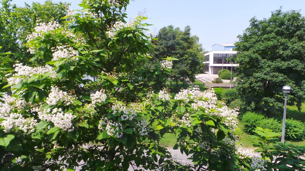Hostel Levicki 斯拉沃尼亚布罗德 客房 照片